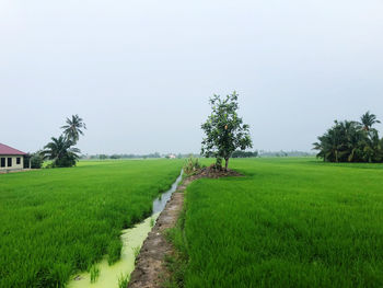 Scenic view of agricultural field against clear sky