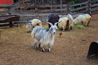 Miniature long haired pet goats with horns in rural farm by zipline tour near puerto vallarta mexico