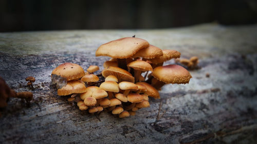 Close-up of mushrooms growing on wood