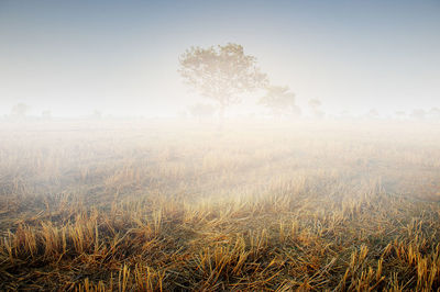 Scenic view of field against sky