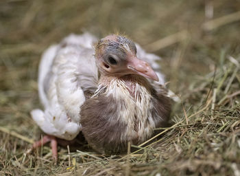 Close-up of a bird