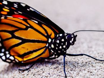Close-up of butterfly