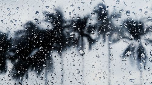 Palm tree seen through wet glass during monsoon