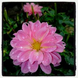 Close-up of pink flowers