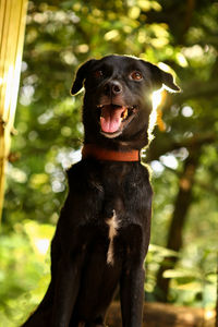 Portrait of a black dog  in outdoor