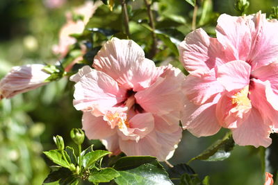 Close-up of pink flowering plant