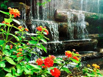 Close-up of plants growing in water