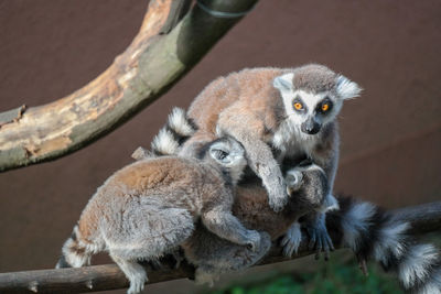 High angle view of two people sitting on branch