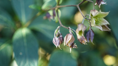 Close-up of flowering plant against blurred background