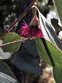 Close-up of pink flowering plant