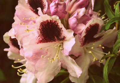 Close-up of pink flowers