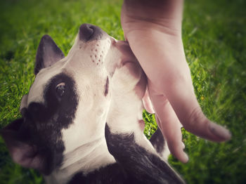 Midsection of person with dog on field