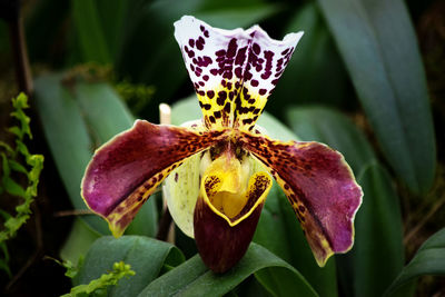 Close-up of purple flowering plant