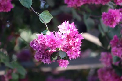 Close-up of pink roses on purple flowering plant