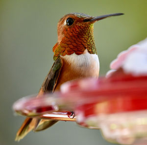 Close-up of bird flying against blurred background