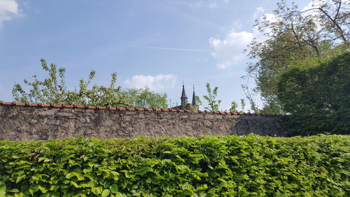 Plants growing on wall by building against sky