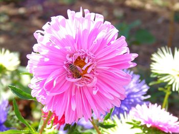 Close-up of bee pollinating on pink flower