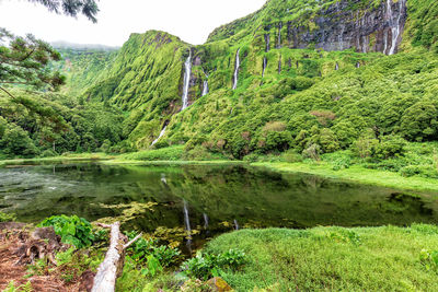 Scenic view of lake by trees in forest