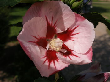 Close-up of red hibiscus blooming outdoors