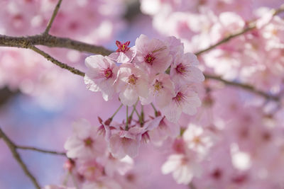 Close-up of cherry blossoms on tree