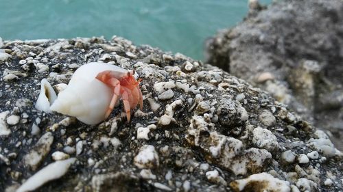 Close-up of hermit crab on rock