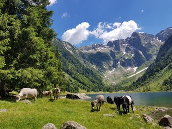 Trekking in the alps