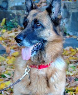 Close-up of dog standing on field