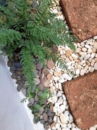 High angle view of stones