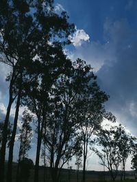 Low angle view of trees against sky