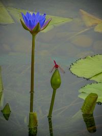 Close-up of flowers