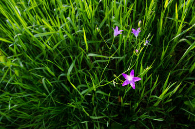 Close-up of purple flowering plants on field