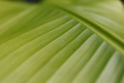 Full frame shot of green leaf