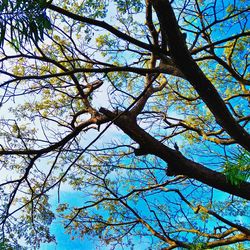 Low angle view of tree against sky