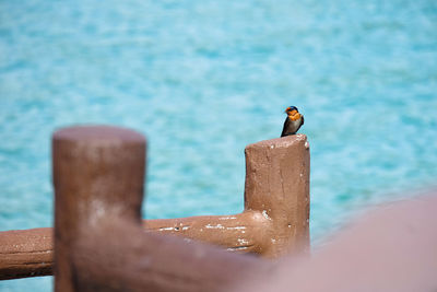 Bird perching on wooden post