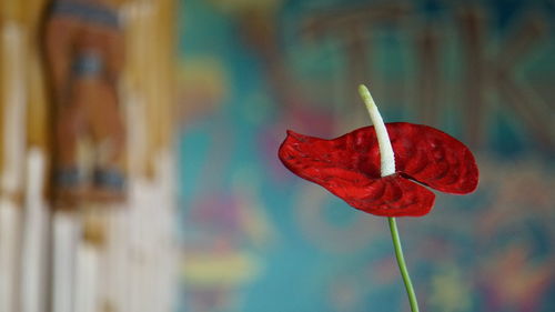 Close-up of red leaves on plant