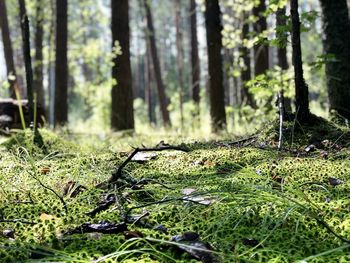 Surface level of trees growing in forest