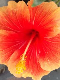 Close-up of pink flower