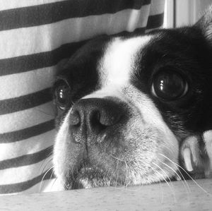 Close-up portrait of a dog