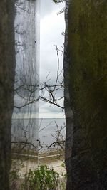Close-up of tree by lake against sky