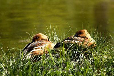 Fulvous whistling ducks sitting in a grass next to the lake - green blurred background