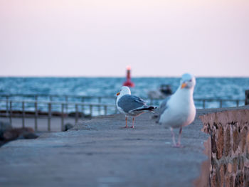 Seagulls perching on stone wall at beach against clear sky