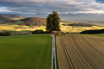 Scenic view of agricultural field against sky during sunset