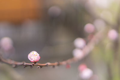 Close-up of pink cherry blossom on branch
