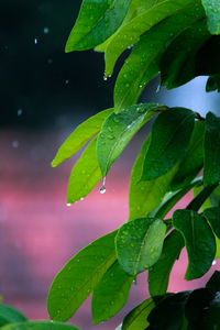 Close-up of wet plants