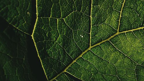 Full frame shot of leaf