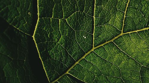 Full frame shot of leaf