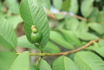 leaf