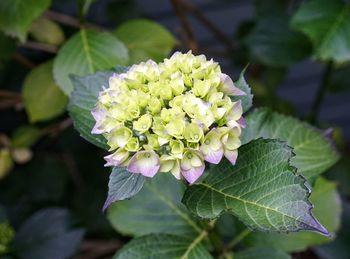Close-up of flower blooming outdoors