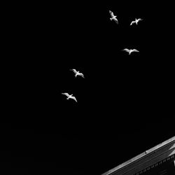 Low angle view of bird flying against sky at night