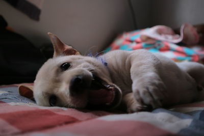 Close-up portrait of dog relaxing on bed at home